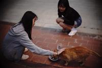 「讓寵愛幸福每一天」 校園動物故事競賽得獎名單出爐